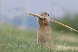 <p>SYSEL OBECNÝ (Spermophilus citellus) /European ground squirrel - Europäischer Ziesel/</p>